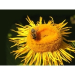 Useful Organisms